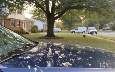 How Does Bird Droppings and Tree Sap Damage Your Car’s Paint in Berlin and What Can You Do About It?